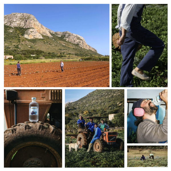 Gin Favignana - London Dry Gin – Image 2